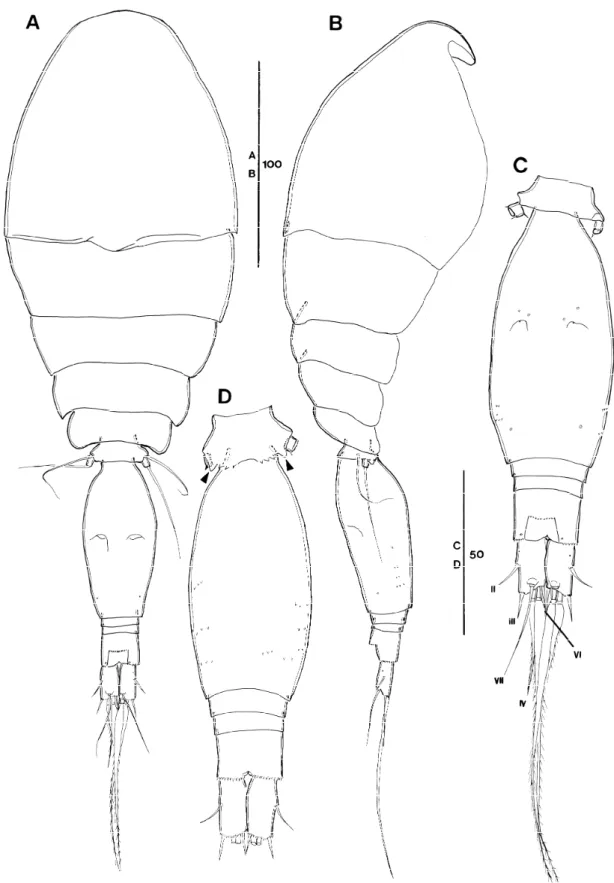 Fig.  2.  Oncaea  prendeli  Shmeleva,  1966.  Female  (A)  habitus,  dorsal;  (B)  habitus,  lateral;  (C)  urosome,  dorsal,  setae  on  caudal  rami  numbered  using  Roman  numerals  (seta  on  both  sides  of  P5  missed);  (D)  urosome,  ventral,  arr