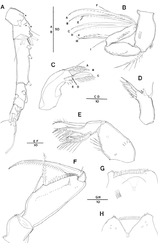 Fig.  3.  Oncaea  prendeli  Shmeleva,  1966.  Female  (A)  antennule  (crosses  indicate  a  seta  being  lost  in  the  specimen  examined  whose  position  was  inferred  from  the  insertion  points  on  the  exoskeleton);  (B)  antenna,  distal  elemen