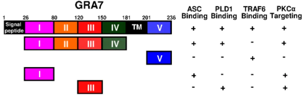 FIGURE  1:  Summary  of  the  interac- interac-tions  of  GRA7  and  its  mutants  with  ASC, PLD1, TRAF6, and PKCα