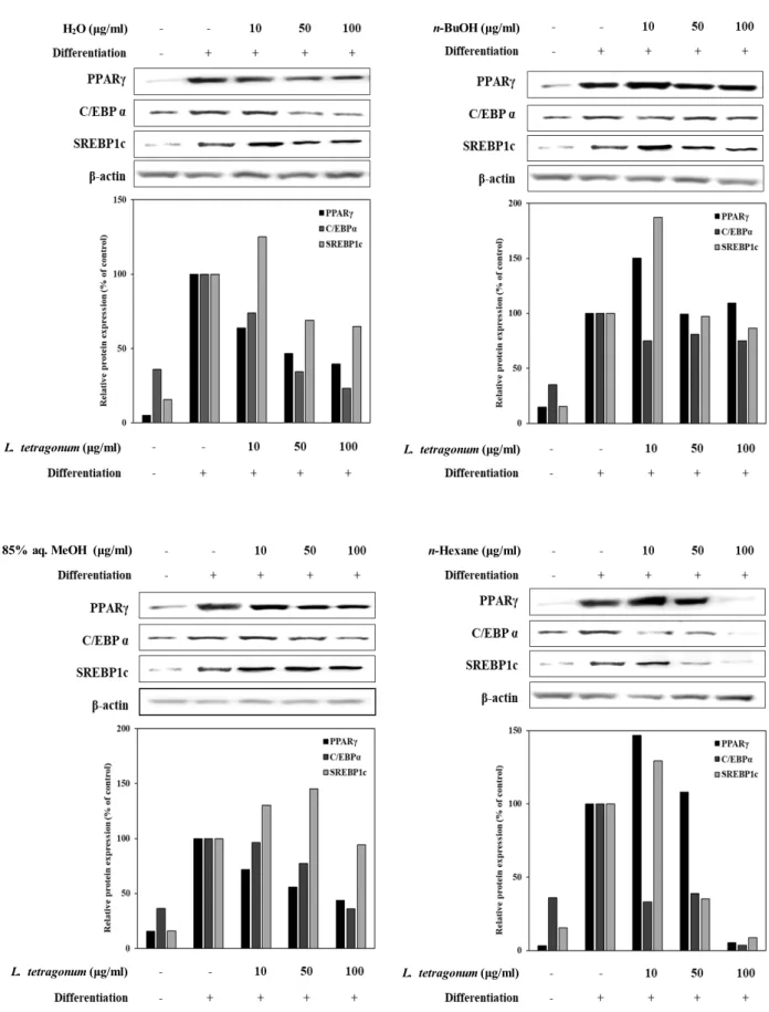 Fig.  4.  Effect  of  LTFs  (H 2 O;  n-BuOH;  85%  aq.  MeOH;  n-Hexane)  on  the  protein  levels  of  the  PPARγ  pathway  transcription  actors  analyzed  by  Western  blotting