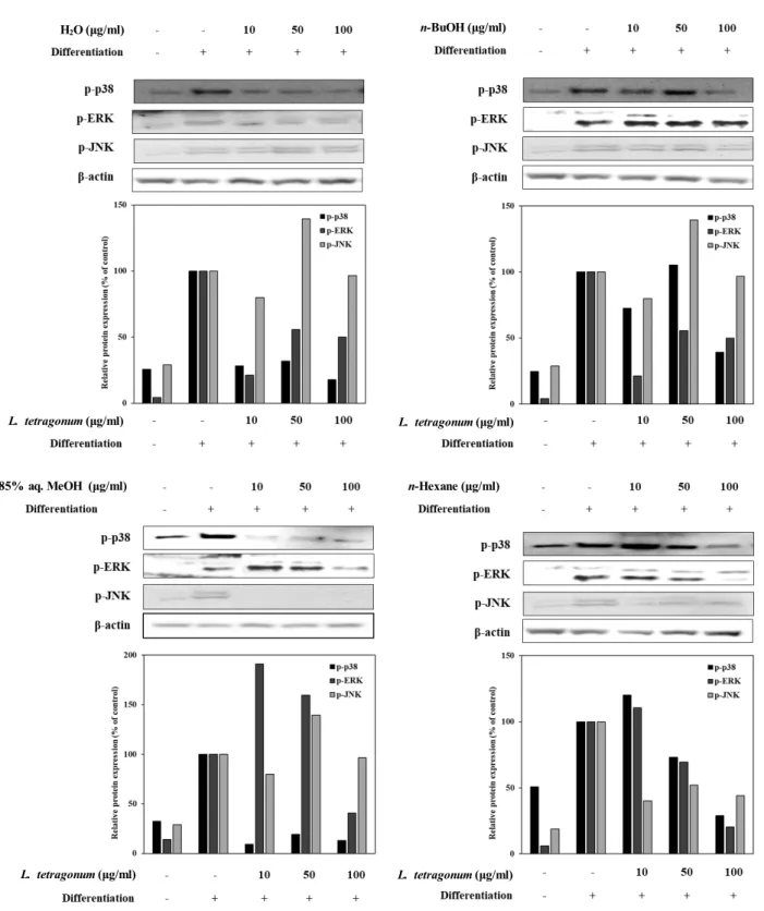 Fig.  5.  Effect  of  LTFs  (H 2 O;  n-BuOH;  85%  aq.  MeOH;  n-Hexane)  on  the  protein  levels  of  the  phosphorylated  (p-)  MAPK  pathway  proteins  p38,  ERK  and  JNK  analyzed  by  Western  blotting