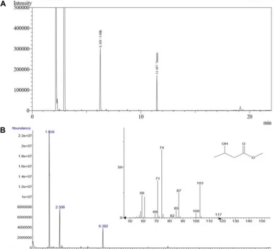 Table  1.  PHA  production  of  soil  bacteria  in  MS  medium  contain- contain-ing  2%  of  WFO  as  the  sole  carbon  source 