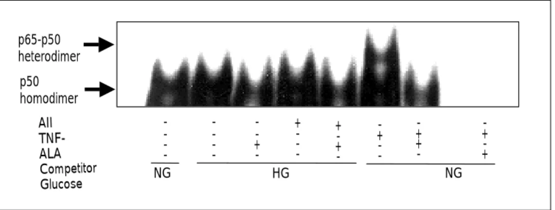 Fig. 5. Gel mobility shift assay. -lipoic acid suppress NF B DNA binging activity increased by high glucose α κ and angiotension II (competition).