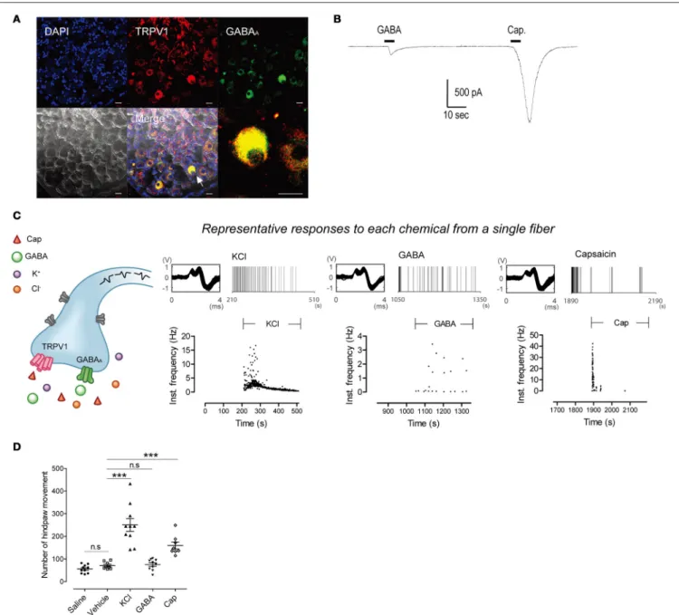 FIGURE 1 | Single fibers respond to all three chemical stimuli. (A) Immunohistochemistry showing co-expression of GABA A and TRPV1 in the same DRG neurons