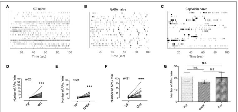 FIGURE 2 | Application of KCl, GABA, or capsaicin clearly activates primary afferents
