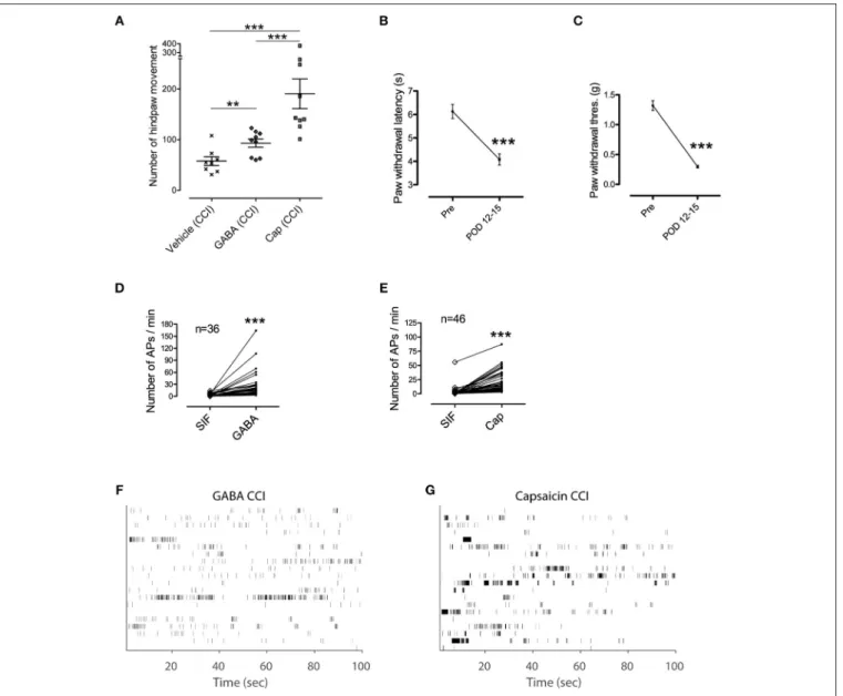FIGURE 5 | GABA induced nociceptive behavior in pathological condition. (A) Hindpaw movements in CCI mice after injection of vehicle (n = 8), GABA (n = 9), and capsaicin (n = 9)