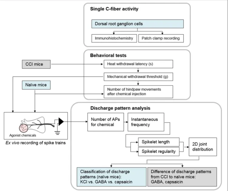 FIGURE 7 | Block diagram of the experiments. First, we showed single C-fibers could be activated by three chemicals