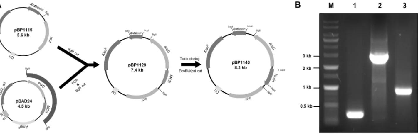 Fig.  2.  Construction  of  overexpression  vector  of  toxin  and  antitoxin  in  S.  iniae  FP5228