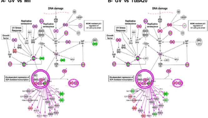 Fig.  3.  Analysis  of  the  G0/G1  checkpoint  regulation  pathway  by  IPA.  The  putative  gene  network  interactions  in  the  G0/G1  checkpoint  regulation  pathway  are  shown  among  mRNAs  that  are  influenced  in  expression  by  TubA  treatment