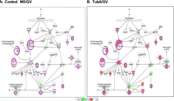 Fig.  4.  Analysis  of  the  G2/M  DNA  damage  checkpoint  regulation  pathway  by  IPA