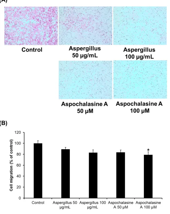 Figure  3.  The  effect  of  Aspergillus  extract  and  aspochalasine  A  on  HUVECs  migration