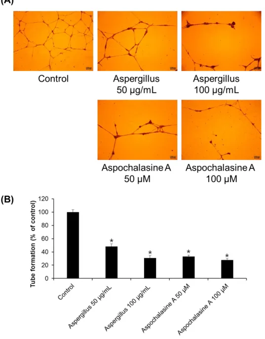 Figure  4.  The  effect  of  Aspergillus  extract  and  aspochalasine  A  on  HUVEC  tube  formation