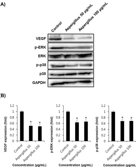 Figure 5. The effect of Aspergillus extract on angiogenic protein expression in HUVECs