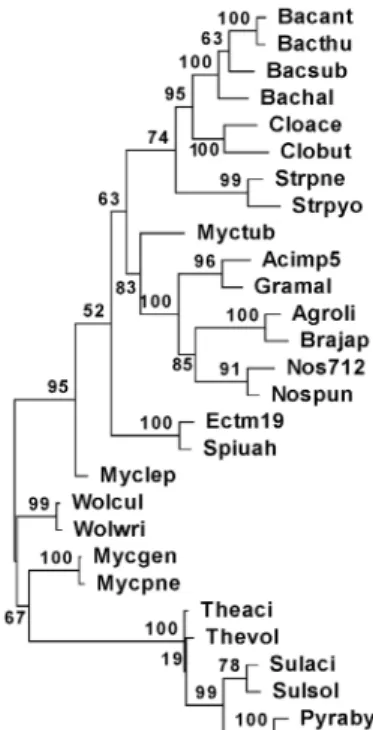 Fig.  1.  ML(Maximum  Likelihood)  phylogenetic  tree  of  28  pro- pro-caryotes  in  the  point  of  presence  or  absence  of  the  union  of  4,631  COGs