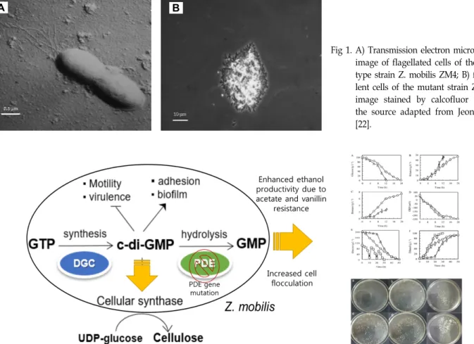 Fig  1.  A)  Transmission  electron  microscopic  image  of  flagellated  cells  of  the  wild  type  strain  Z