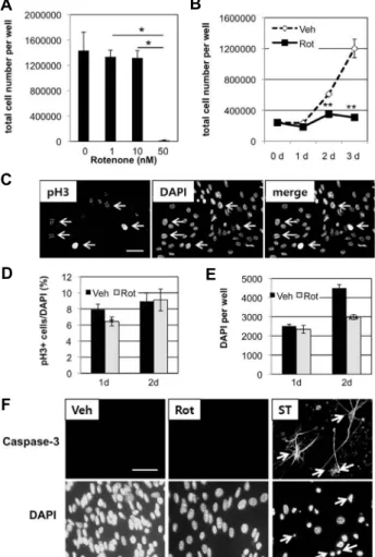 Fig.  2.  Effect  of  rotenone  on  neurogenesis.  A,  B.  SVZ  NSCs  of  passage  7  were  incubated  in  N6  differentiation  medium  containing  different  concentrations  of  rotenone  for  4  days