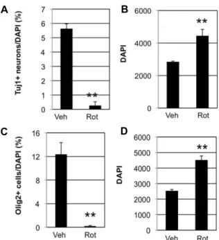 Fig.  3.  Effects  of  rotenone  on  glial  differentiation  of  SVZ  NSCs. 