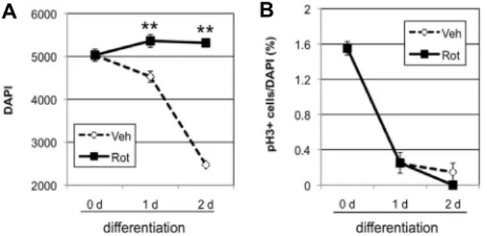 Fig.  5.  Effect  of  rotenone  on  mitosis  during  neuronal  differ- entiation.  A,  B