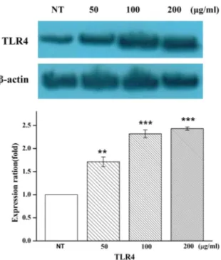 Fig.  7.  Expression  of  up-regulator  TLR4.  The  expression  level  of  up-regulator  TLR4  was  increased  in  Hc-EtOAc   frac-tion-treated  HaCaT  cells