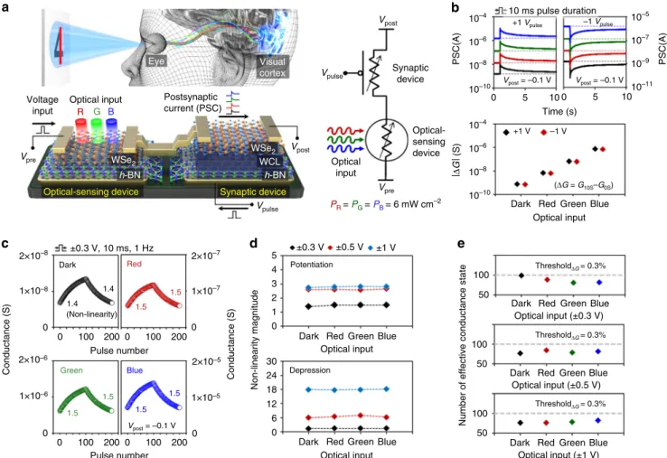Fig. 1 Integration of the h-BN/WSe 2 optic-neural synaptic device. a Schematic of the human optic nerve system, the h-BN/WSe 2 synaptic device integrated with h-BN/WSe2 photodetector, and the simpli ﬁed electrical circuit for the ONS device