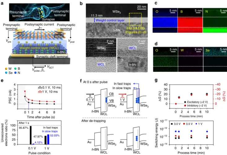 Fig. 2 Structure and operating mechanism of the h-BN/WSe2 synaptic device. a Functional/structural/architectural comparison of biological synapse with our synthetic WSe2/WCL/ h-BN synaptic device