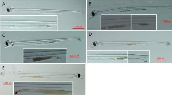 Fig.  4.  Changes  in  body  length  of  leptocephalus  each  diet  (A,  B,  C,  D-type  and  dogfish  shark  egg  yolk-based  diet)  shown  in  Table  1  from  day  20  after  hatching