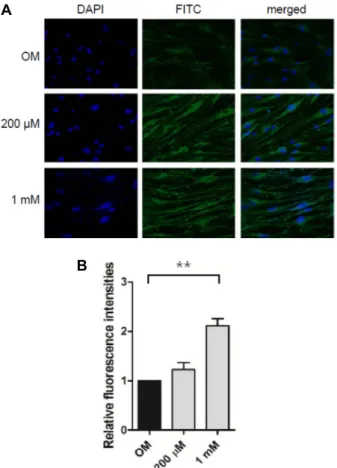 Fig.  4.  Visualization  and  quantitation  of  mitochondrial  bio- bio-genesis  during  osteogenic  differentiation  of  POMSCs