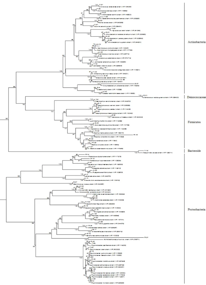 Fig.  1.  Neighbour-joining  phylogenetic  tree  based  on  16S  rRNA  gene  sequences  showing  the  position  of  microorganisms  strains  from  each  organs  (muscle,  intestine,  gonads)  of  Sulculus  diversicolor  supertexta