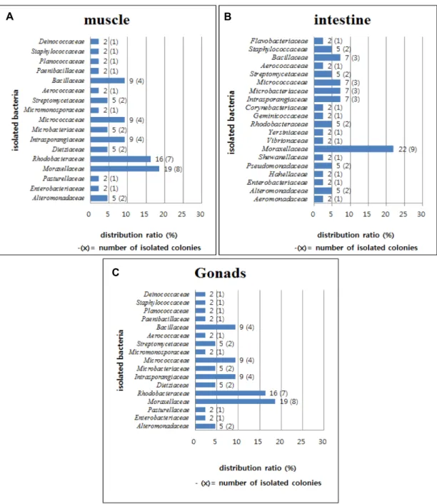 Fig.  2.  Distribution  of  each  organs  bacteria  in  Sulculus  diversicolor  supertexta