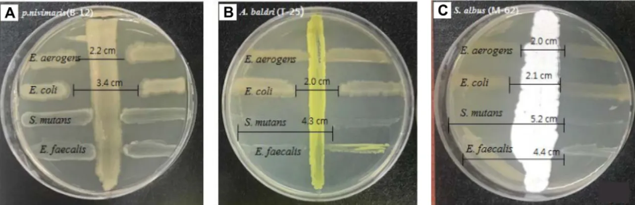 Fig.  3.  Antimicrobial  monitoring  of  human  harmful  disease  by  cross-  streak  method  of  Microorganisms  isolated  from  Sulculus  diversi- diversi-color  supertexta  (harmful  disease  of  human  body:  gram  negative;  Enterobacter  aerogens  KC