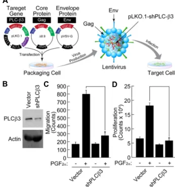 Fig.  3.  Inhibition  of  PGF 2α -induced  migration  of  VSMCs  by  block- block-ing  of  PLC  activity