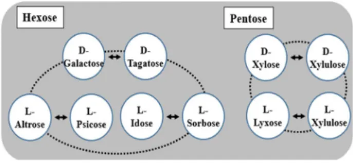 Fig.  6.  Rare  sugars  produced  by  Isomerization  reaction  of  Ara- Ara-biase.  Various  rare  sugars  can  be  produced  by   isomer-ization  of  aldo-hexoses  and  aldo-pentoses  having   hy-droxyl  groups  oriented  in  the  right-handed  and  left-
