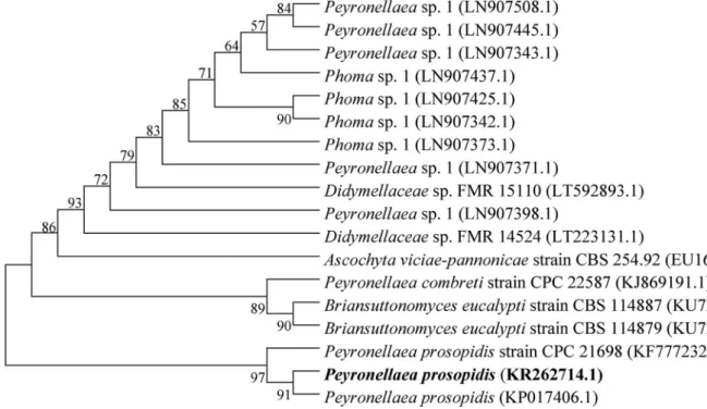 Fig. 1. Molecular phylogenetic analysis of Peyronellaea prosopidis. The numbers at the nodes indicate the levels of bootstrap support based on maximum-likelihood method.
