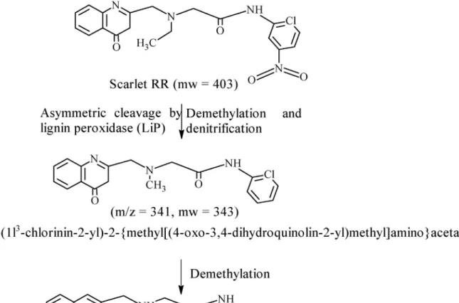 Fig. 5. Proposed schematic pathway for degradation of Scarlet RR by Peyronellaea prosopidis.