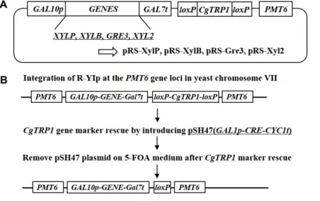 Fig.  2.  Schematic  of  the  R-YIps;  pRS-XylP,  pRS-  XylB,  pRS-Gre3  and  pRS-Xyl2  plasmid  (A)  and  procedure  for  repeated   integra-tion  of  foreign  genes  expression  cassette  by  Cre/loxP  system  (B)