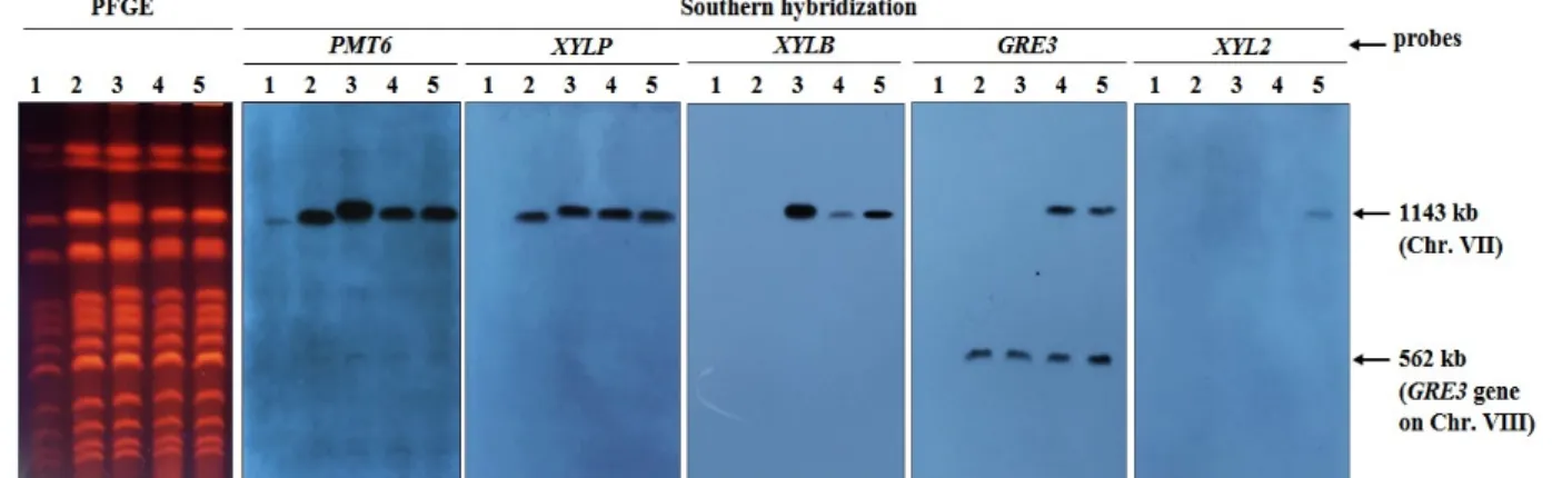 Fig.  3.  Confirmation  of  integration  position  of  each  gene  by  PFGE  and  Southern  hybridization