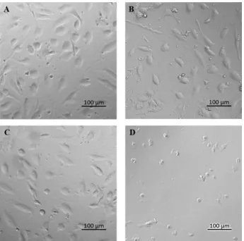 Fig.  8.  Cell  viability  of  HUVEC  treated  with  mytilin  B  after  24  hr  growth