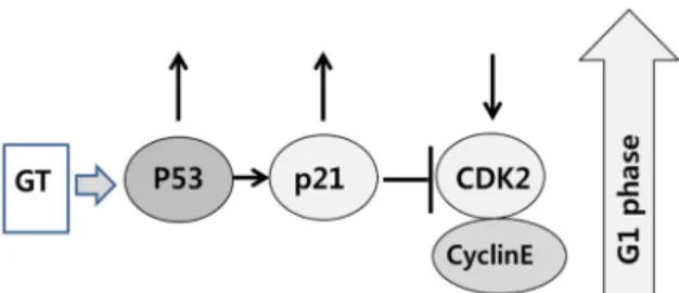 Fig.  4.  Schematic  representation  of  the  effects  of  green  tea  ex- ex-tract  on  the  cell  cycle  of  MCF-7  cells