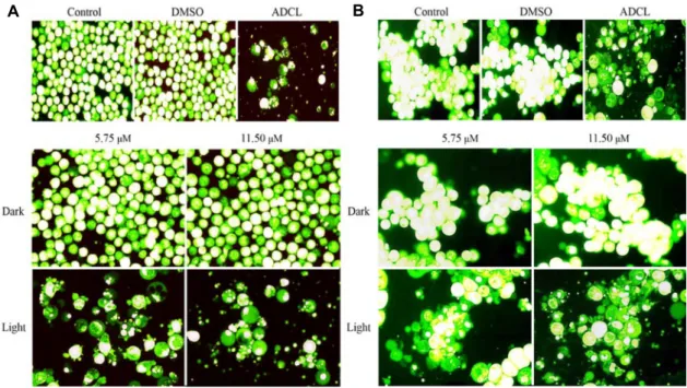 Fig.  7.  Fluorescent  staining  of  U937  and  SK-HEP-1  cells.  Cells  were  treated  with  NC-1  (5.75,  11.50  μM)  for  4  hr
