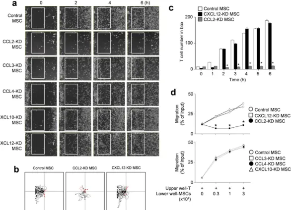 Figure 4.  T cell migration towards CCL2-KD MSCs. (a–c) Balb/c MSCs were transfected with negative 