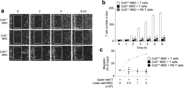 Figure 5.  T cell migration towards Ccl2 -/-  MSCs. (a,b) For time-lapse imaging, MSCs (70 μ l of 0.3 ×  10 6  cells/ml)  