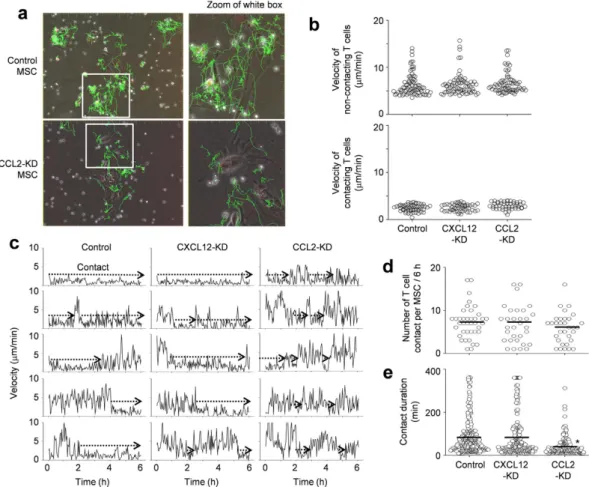 Figure 6.  Contact dynamics between MSCs and T cells. Control, CXCL12-KD, and CCL2-KD MSCs were 