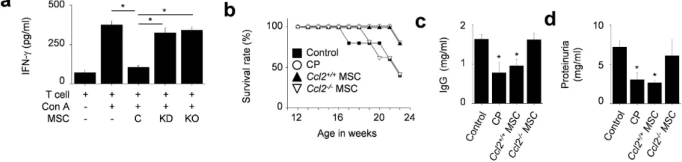 Figure 7.  CCL2 deficient MSCs did not ameliorate SLE development in MRL.Fas lpr  mice