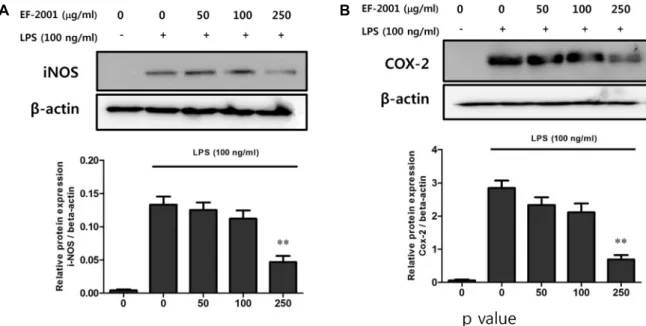 Fig.  3.  Inhibition  of  LPS-induced  iNOS  and  COX-2  expression  by  EF-2001.  (A),  (B)  RAW  264.7  cells  were  pre-treated  with  various  concentrations  (50,  100,  and  250  μg/ml)  of  EF-2001  for  30  min  before  incubation  with  or  withou