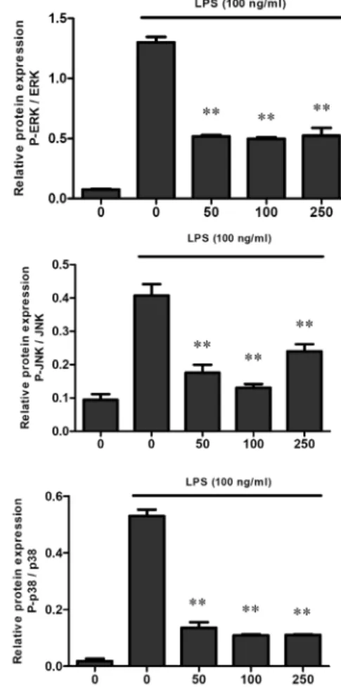Fig.  4.  Effect  of  EF-2001  on  the  LPS-induced  MAP  kinase  pathway  in  Raw  264.7  cells
