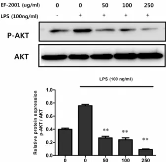 Fig.  7.  Effect  of  EF-2001  on  LPS-induced  translocation  of  p65  in  Raw  264.7  cells