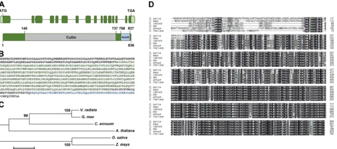 Fig.  1.  Identification  of  rice  CUL4  gene.  (A)  Schematic  structure  of  OsCUL4