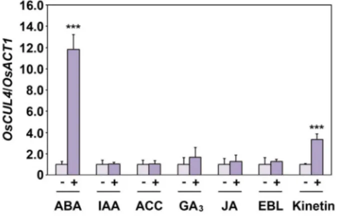 Fig.  4.  OsCUL4  expression  in  response  to  various  phytohor- phytohor-mones.  Three-day-old  seedlings  were  kept  for  6  hr  in  MS  liquid  media  including  50  μM  ABA,  10  μM  (IAA),  10  μM  ACC,  30  μM  GA 3 ,  50  μM  JA,  1  μM  EBL  or 