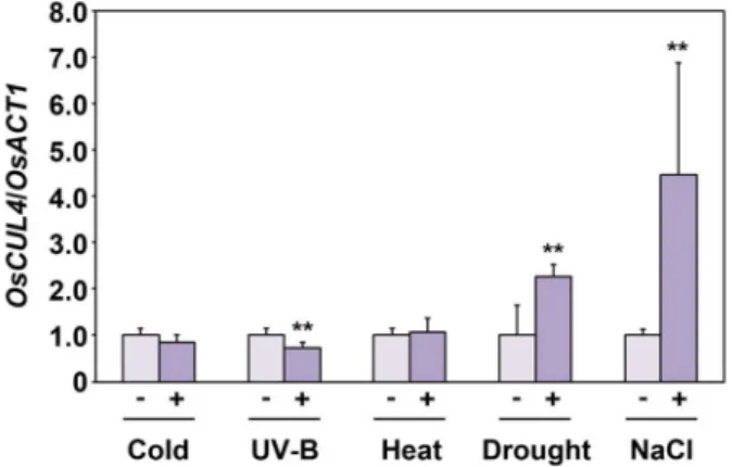 Fig.  5.  OsCUL4  expression  by  the  treatment  of  various  abiotic  stresses  such  as  cold,  heat,  UV-B,  drought  and  salt  stresses