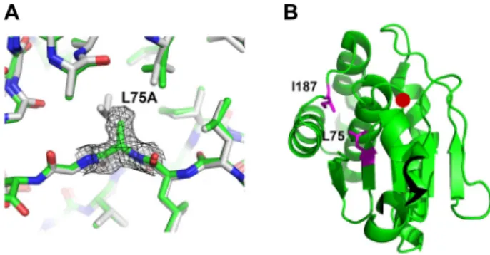 Fig.  3.  Comparison  of  the  active  site-bound  sulfate  ion  con- con-formation.  (A)  The  active  site  pockets  of  the  L75A   mu-tant  (green)  and  the  wild  type  (magenta)  structures  are  superposed
